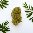 GreenPassion Indoor MiniBuds - Maui Wowy (CHF25.00/10g)