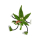 Cannabuds Magnet - Stephanus (1 Stk)