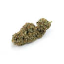 CannabisKing Seeds - Premium Genetic Amnesia Haze (1 x 3Stk)