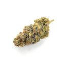 CK Seeds - Sugar Kiss -  feminisiert (3 Stk.
